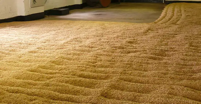 Why The Carpet Got Wet