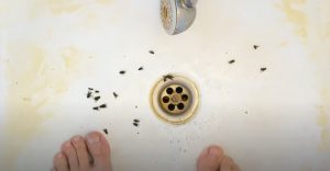 How To Stop Bugs From Coming Up The Drain? - Next Modern Home