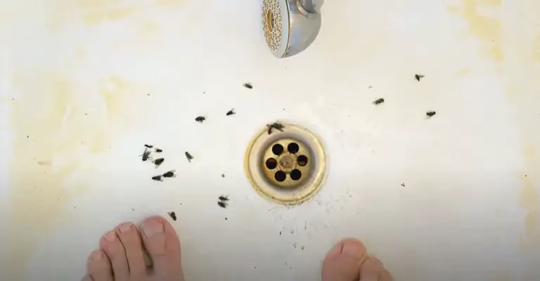 Bugs Tend To Come Up The Drain