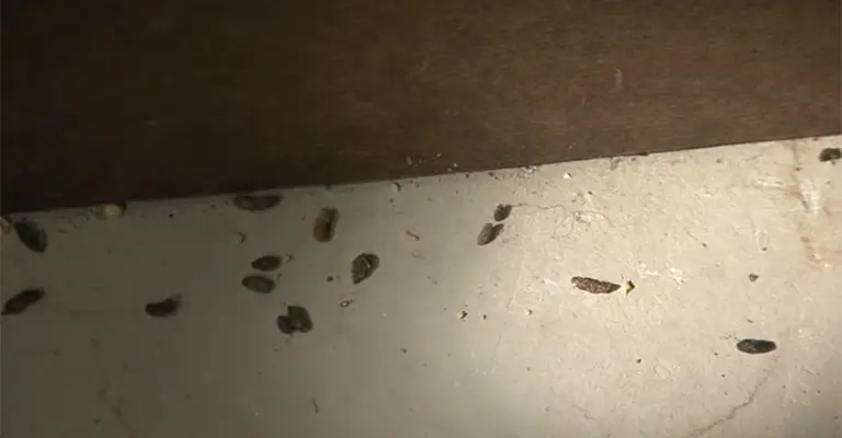 Mice Droppings 