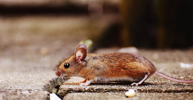 Saw A Mouse In My House But No Droppings – Explained?