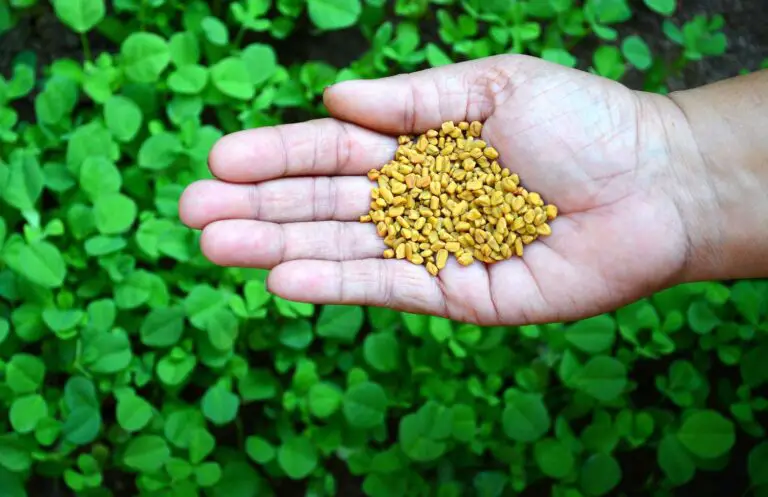 How to Plant and Grow Fenugreek