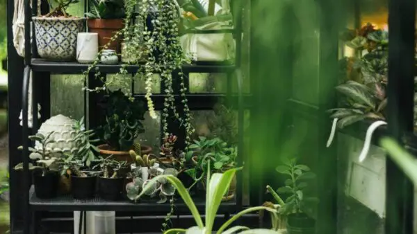 Indoor Greenhouse Featured Image Your Essential Guide to the Magic of Indoor Greenhouses