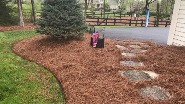 LongleafPineStrawMulchinLandscaping The Benefits of Pine Straw: A Natural Choice for Landscaping