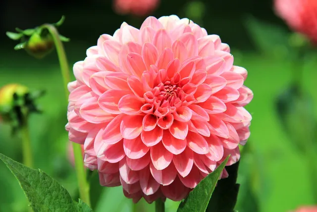How to Grow Dahlias from Cuttings