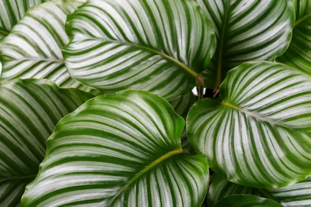 Unveiling the Charm of the Zebra Plant