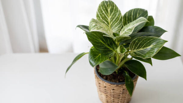 istockphoto 1372997682 612x612 1 The Philodendron Birkin: A Masterpiece of Indoor Gardening