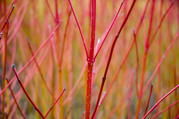 The Vibrant Allure of the Red Twig Dogwood