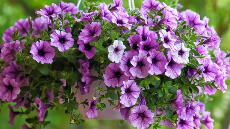 Everything to Know About Petunias