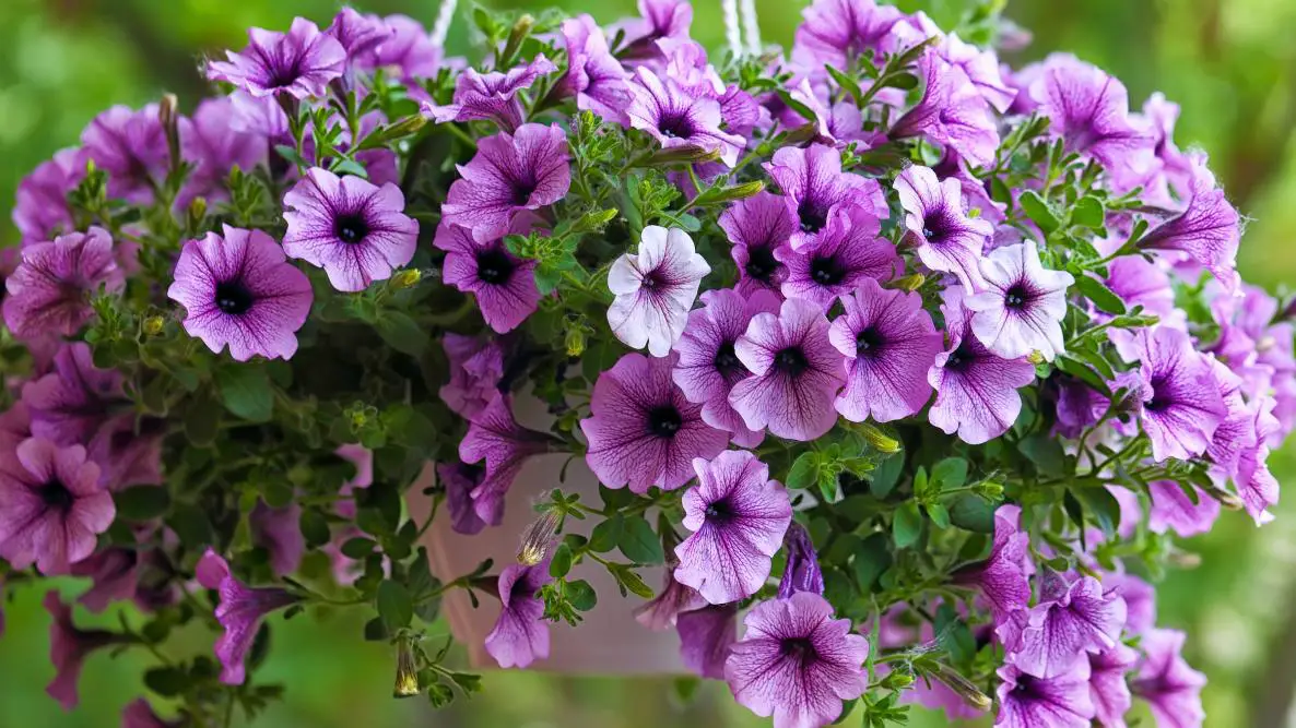 Everything to Know About Petunias - Next Modern Home