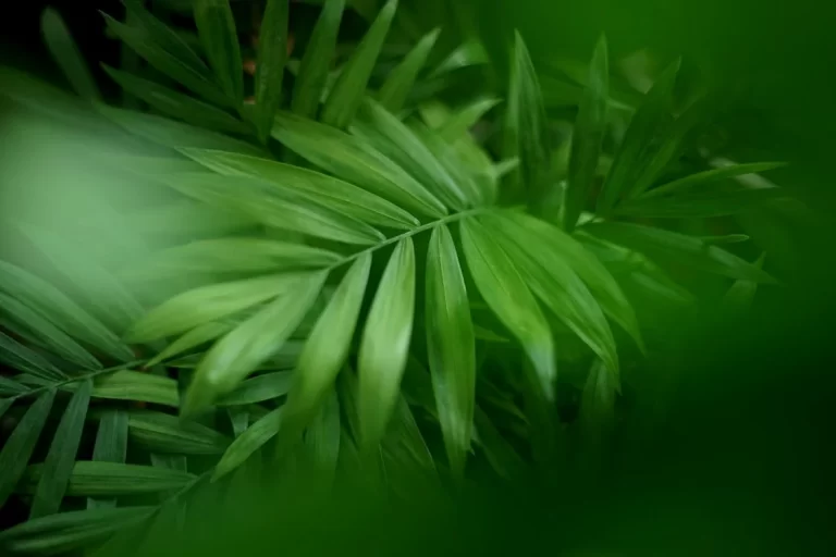 Parlor Palm: A Perfect Addition to Your Indoor Green Collection