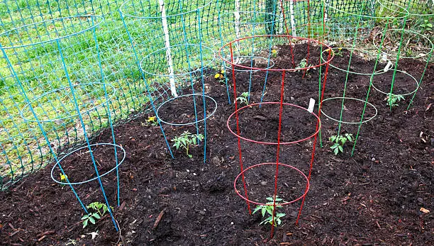 The Best Tomato Cage Ideas