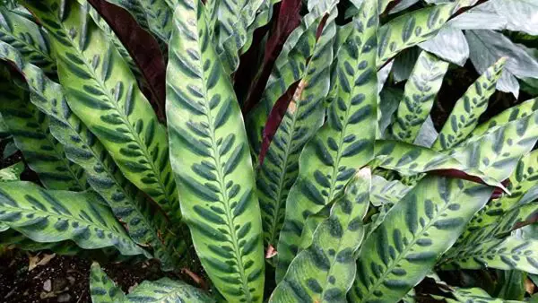 81v5KRVzyiL. AC UF8941000 QL80 The Rattlesnake Plant: An Exotic Addition to Your Indoor Garden