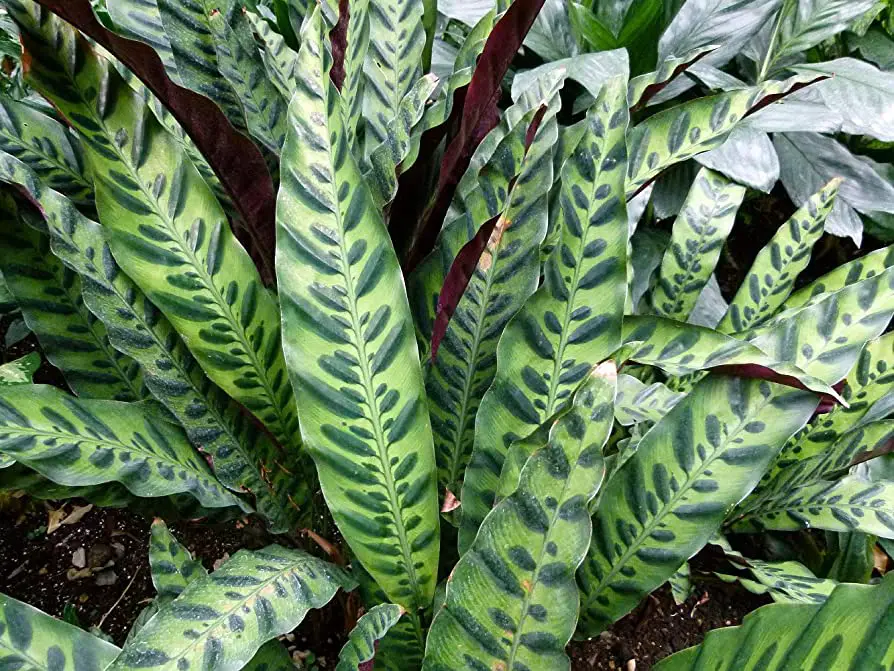 81v5KRVzyiL. AC UF8941000 QL80 The Rattlesnake Plant: An Exotic Addition to Your Indoor Garden