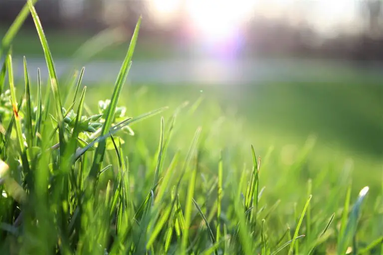 How to Overseed a Lawn for a Lush, Green Landscape