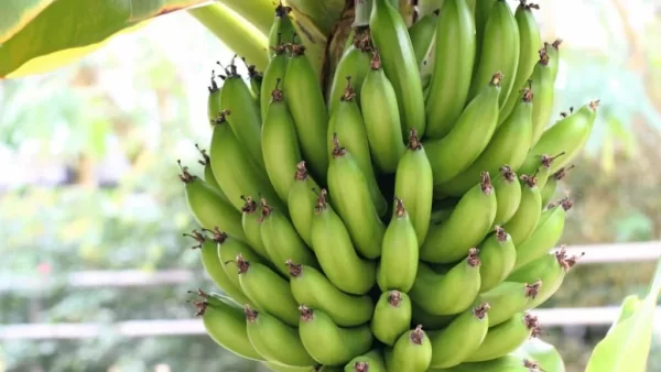 Dwarf Cavendish Bananas SS 1962535633 1024x683 1 Dwarf Cavendish Banana: An All-time Favorite Tropical Fruit