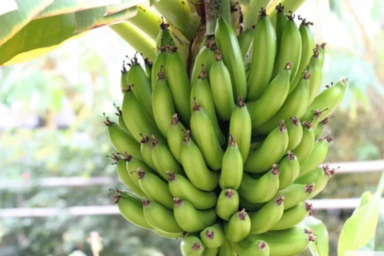 Dwarf Cavendish Banana: An All-time Favorite Tropical Fruit