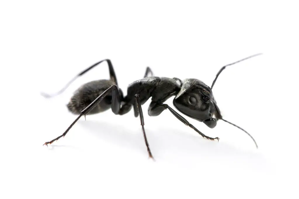 ants SHRUMS How to Get Rid of Carpenter Ants and Protect Your Home