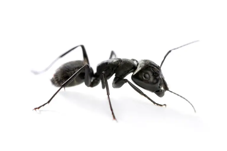 How to Get Rid of Carpenter Ants and Protect Your Home