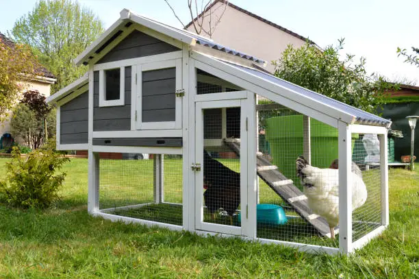 Innovative Chicken Coop Ideas: Create an Ideal Home for Your Flock