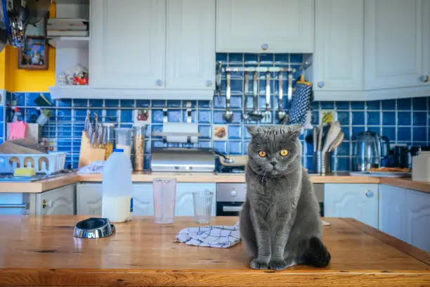 istockphoto 1200359459 612x612 1 How to Keep Cats Off the Counter: Dealing with Your Feline Friend