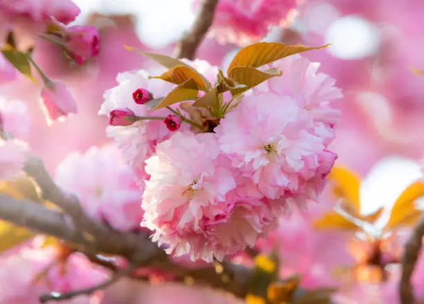 Kwanzan Cherry Tree: A Thriving Ornamental Beauty