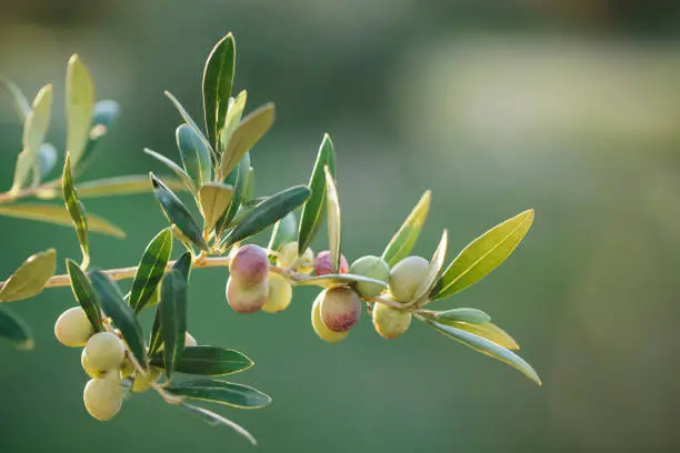 Arbequina Olive Tree: The Quintessential Mediterranean Delight