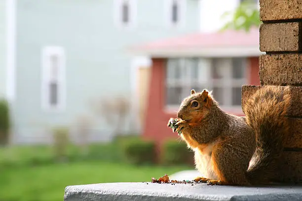 A Guide on How to Get Rid of Squirrels in Attic - Next Modern Home