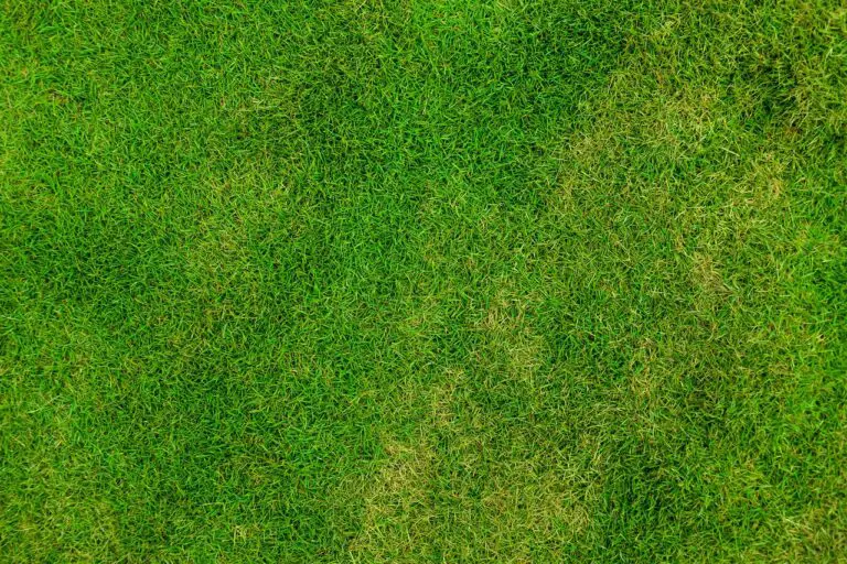 Discover the Fastest Growing Grass Seed for a Vibrant Lawn in No Time
