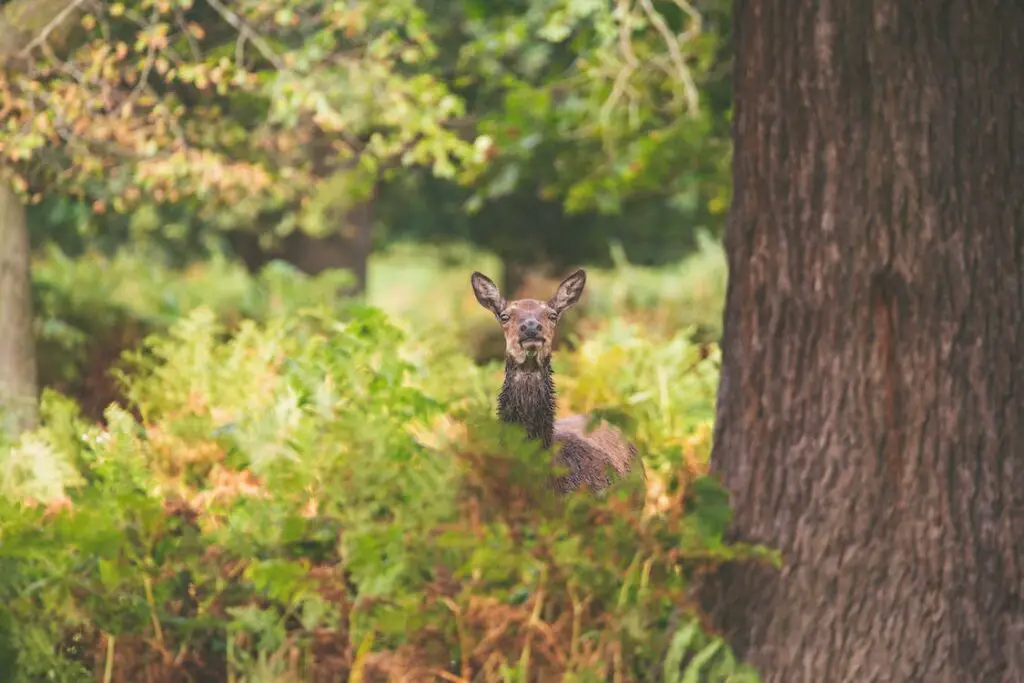 pexels photo 10912992 Fortify Your Garden with Attractive Deer-Resistant Shrubs