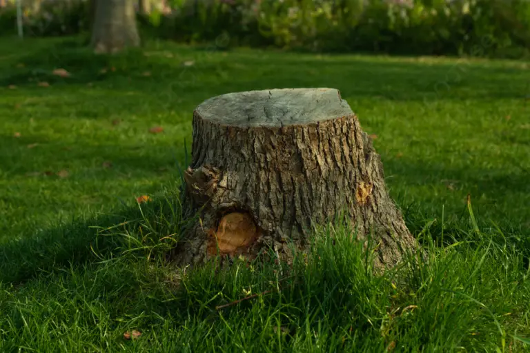 Stump Removal: The Key to A Cleaner and Safer Yard