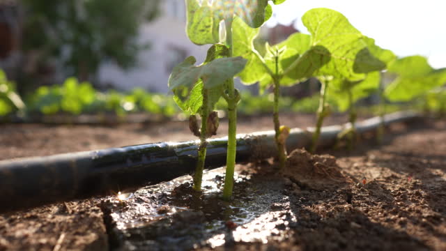 How to Install Drip Irrigation: For Gardening Enthusiasts and Home Growers
