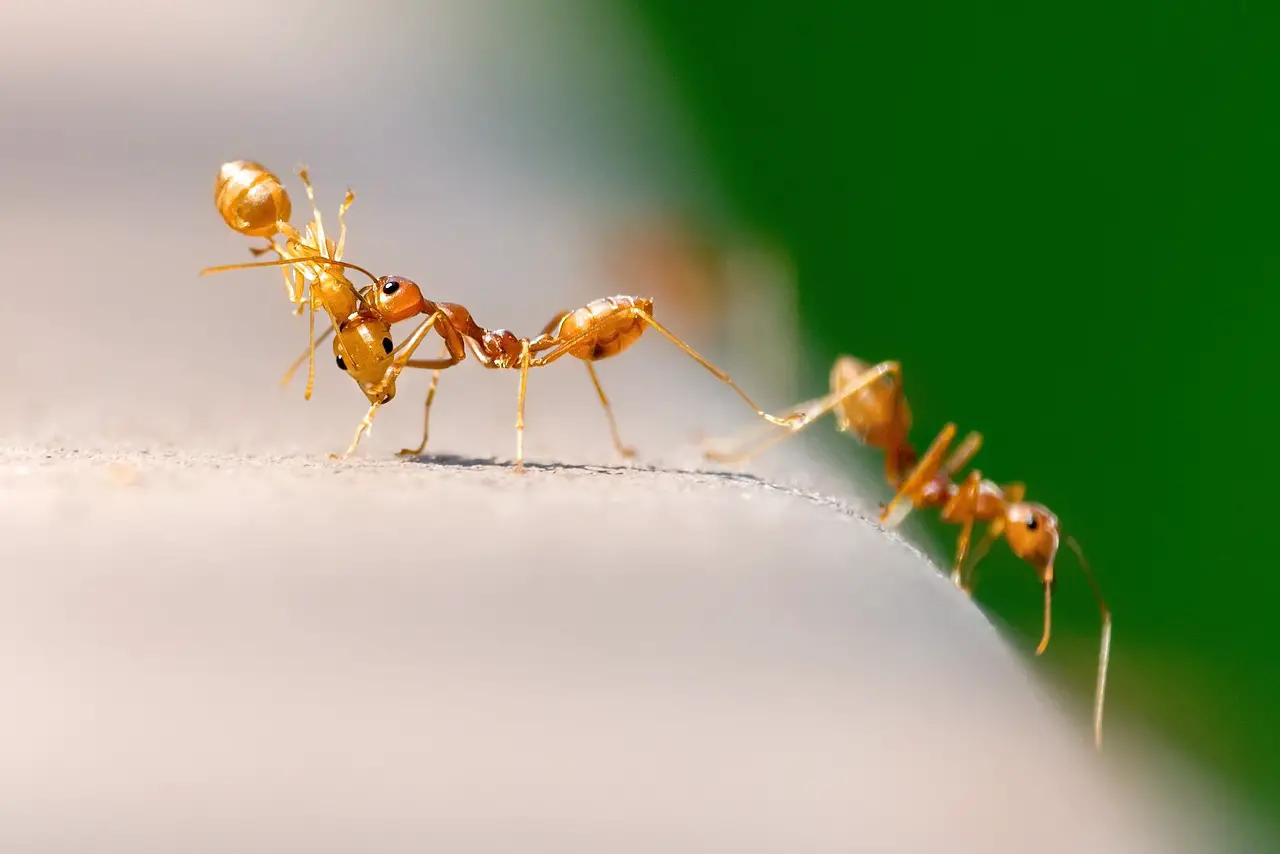 nmh ants How to Get Rid of Ants in Kitchen: A Comprehensive Guide