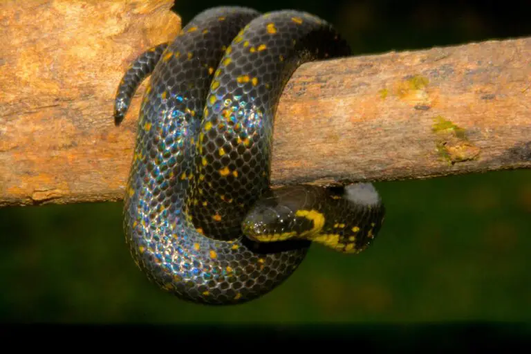 How to Get Rid of Snakes from Your Property