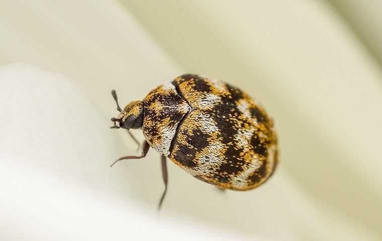 Carpet Beetle Treatment: Best Practices for Effective Pest Control