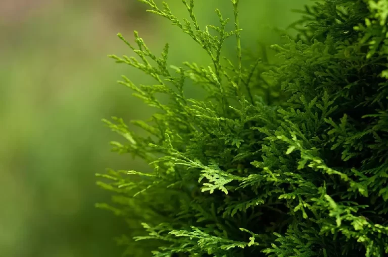 Spartan Juniper Tree: An Evergreen Marvel for Every Garden