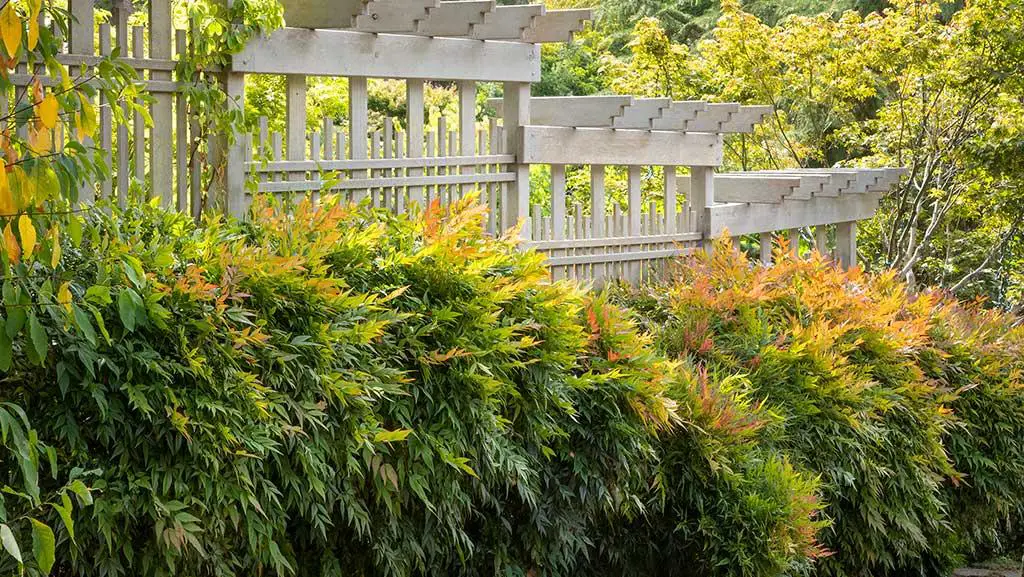 Gulf Stream Heavenly Bamboo hero How to Prune Evergreen Bushes