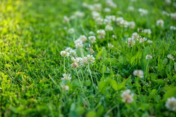 clover lawn Clover Lawn: A Sustainable Choice for Modern Landscaping