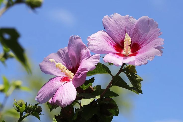 Rose of Sharon: A Vibrant Bloom in Every Garden