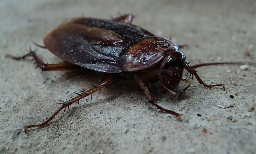 cockroach 70295 1280 Safeguarding Your Space: Strategies for House Pests