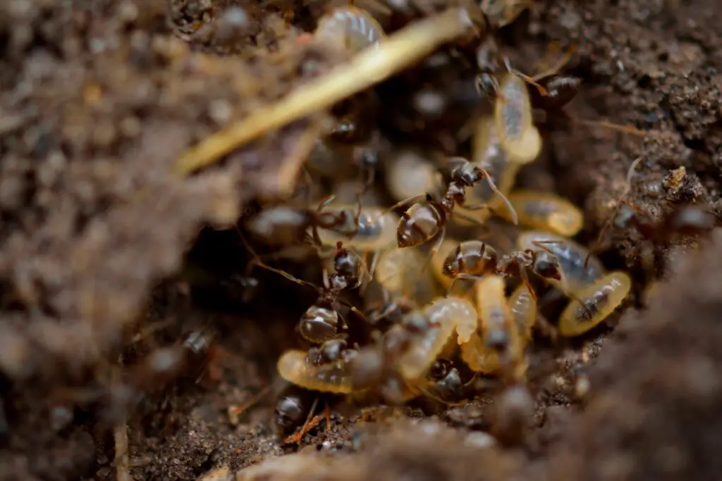 flying ants vs termites Flying Ants vs Termites: Key Differences and How to Tell Them Apart