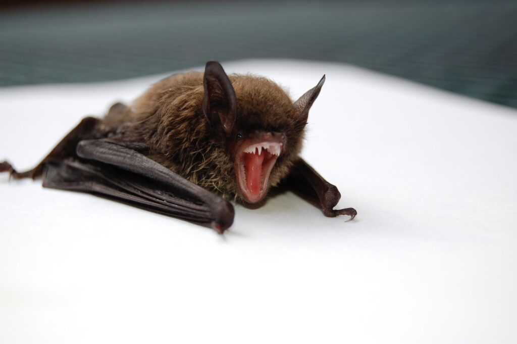 get rid of bats How to Get Rid of Bats: Tips and Tricks for Safe Removal