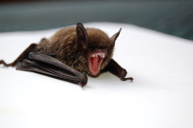 How to Get Rid of Bats: Tips and Tricks for Safe Removal