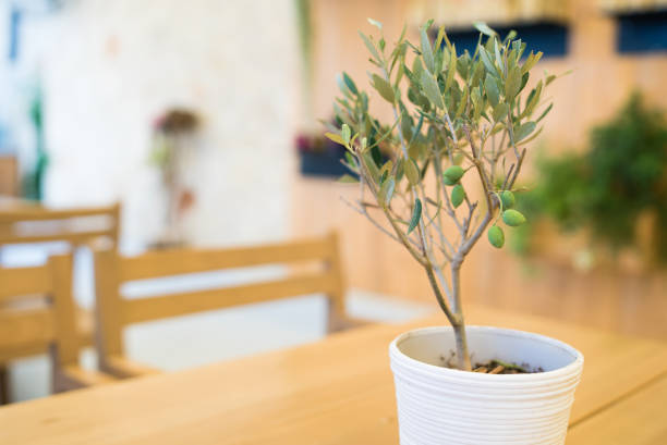 Indoor Olive Tree: Tips for Care and Maintenance