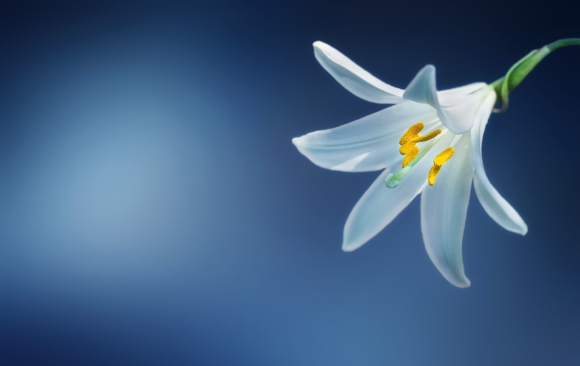 lily Types of Lilies: A Comprehensive Guide