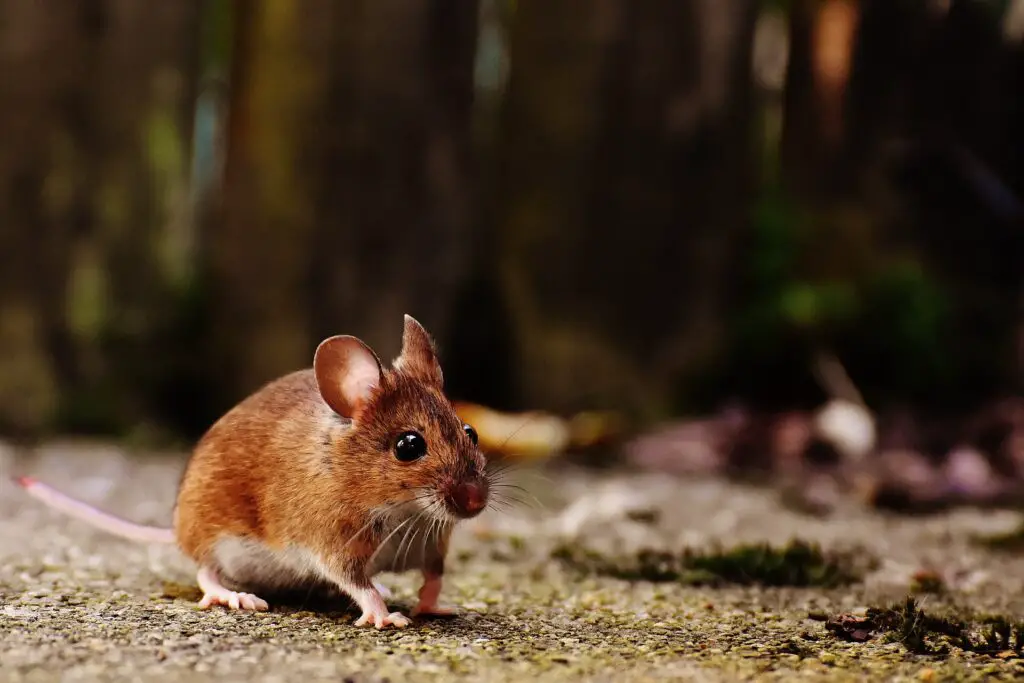 mouse Rat vs Mouse: What's the Difference?