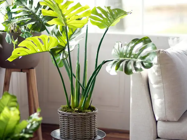 Revitalizing Your Living Space: The Art of Decorating with Silk Plants