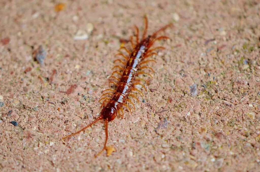 house centipedes 1 How to Get Rid of House Centipedes: Tips and Tricks