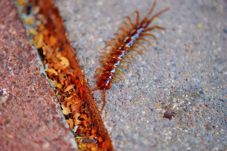 How to Get Rid of House Centipedes: Tips and Tricks