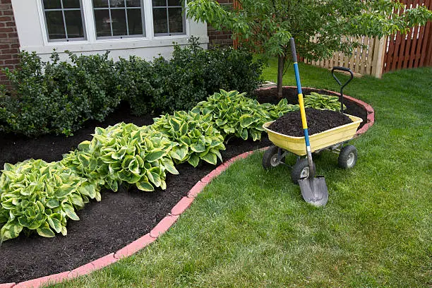 mulch Mulch Magic: How to Revitalize Your Soil and Plants with the Right Choice